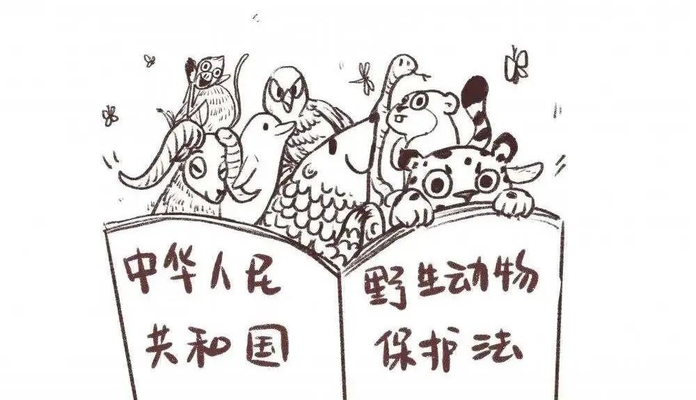 人畜乱交引发伦理争议，探讨动物保护法漏洞，社会舆论持续发酵