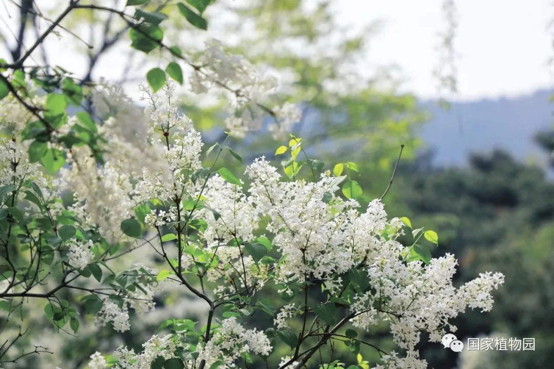 六月丁香芬芳绽放中文诗意季节