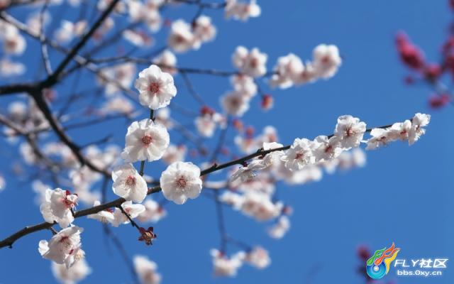 青青草婷婷绽放原野，微风轻拂，芬芳四溢，绘就自然画卷