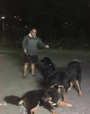 2.藏獒破处惊魂夜，主人崩溃瞬间，真相令人窒息