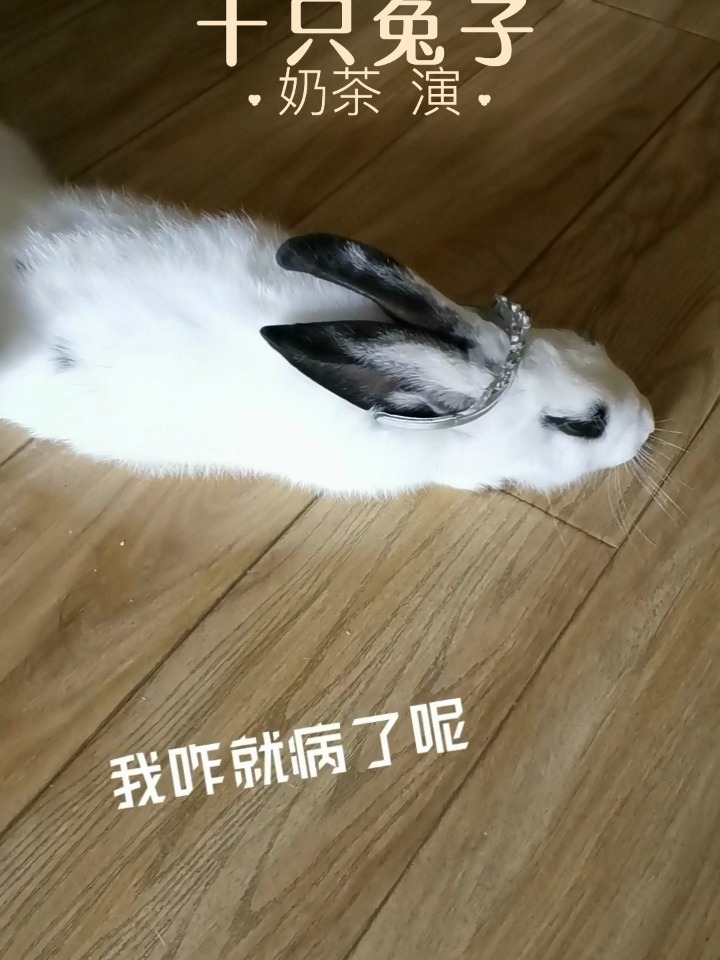 免费干逼视频兔子搞笑片段,萌宠日常,超清画质 免费干逼视频兔子搞笑片段,萌宠日常,超清画质