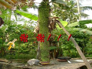 亚洲久久大香蕉的种植技巧与营养价值，了解它的健康益处，掌握选购和保存方法
