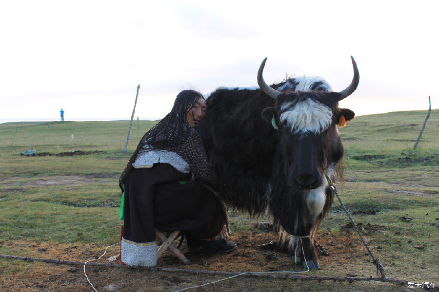 风牛女人与神秘草原传说，探寻古老部落的秘密，揭开自然与女性的神秘联系