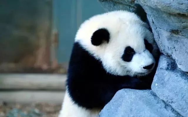 熊猫一级毛片免费播放高清资源，最新熊猫视频合集，在线观看无需注册