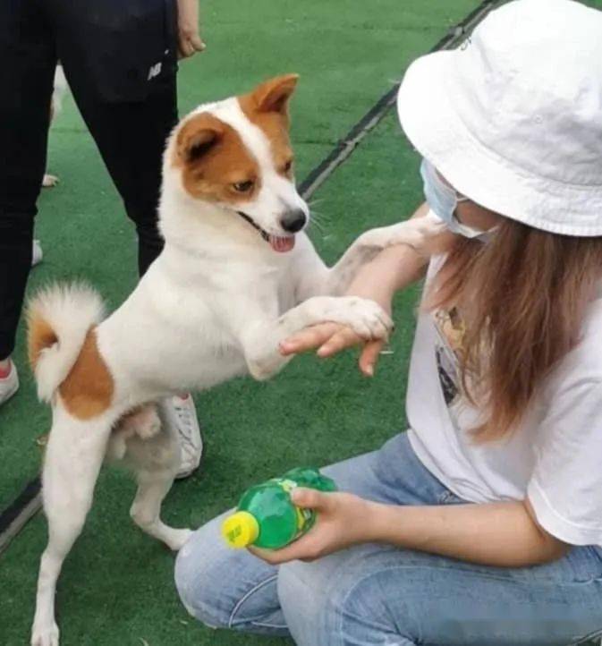 2.主动要求戴肛塞尾巴的小猫浜，可爱又调皮，独特装扮引人注目，萌宠新潮流