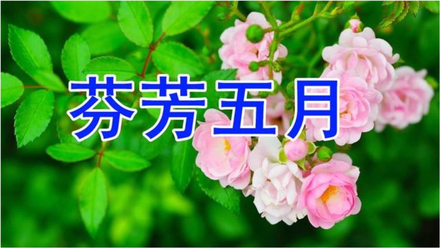 五月丁香激无亚洲无一区二区绽放，芬芳满园，醉人五月，亚洲风情独好