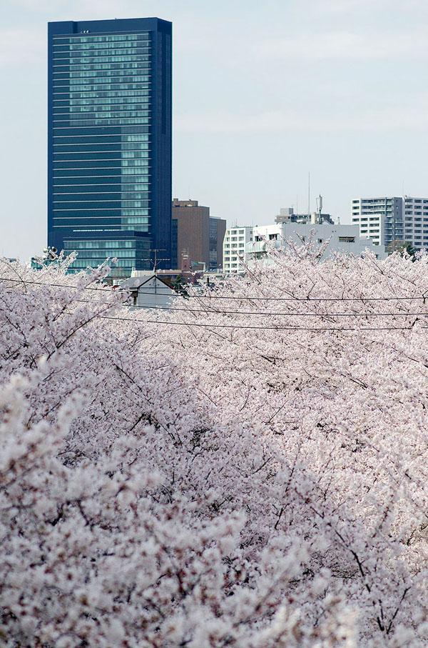 日本樱花季HD高清摄影指南，东京大阪京都，春季旅行必拍景点推荐