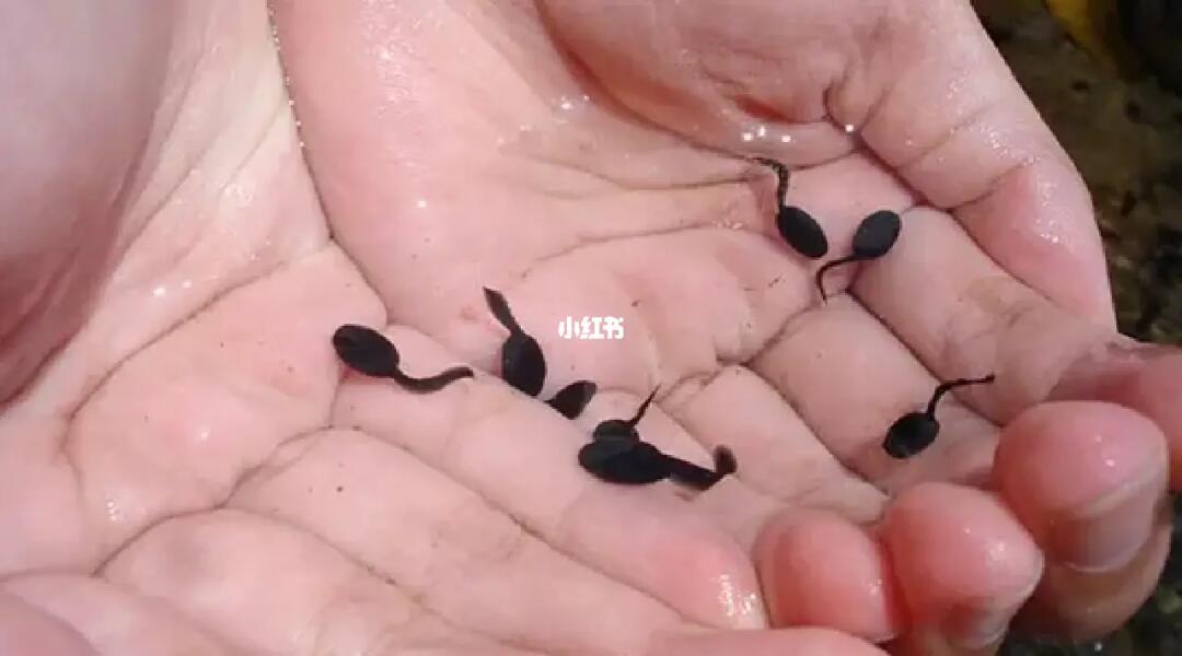 2.九色蝌蚪窝在线观看视频，免费高清资源，独家精彩内容，畅享视觉盛宴