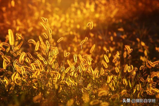 毛片级地拍摄技巧揭秘，掌握这些方法，让你的作品更专业，轻松吸引观众目光