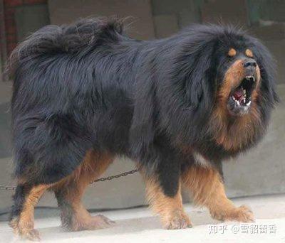 2.藏獒把我添高潮了A片，真实刺激画面，独家揭秘藏獒凶猛背后的温柔瞬间