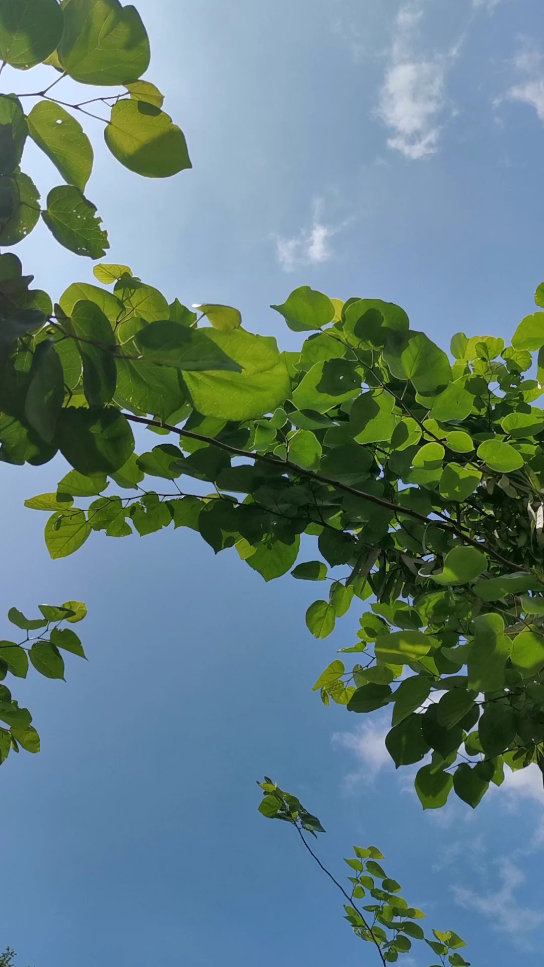 青草福利带来自然健康与快乐享受，清新生活，美好心情