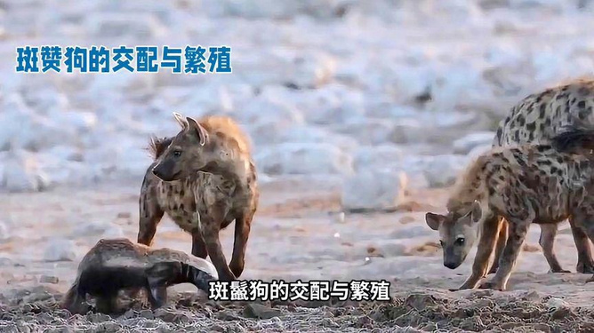 2.人类交配视频，探索生命起源，揭秘繁衍过程，了解生物本能