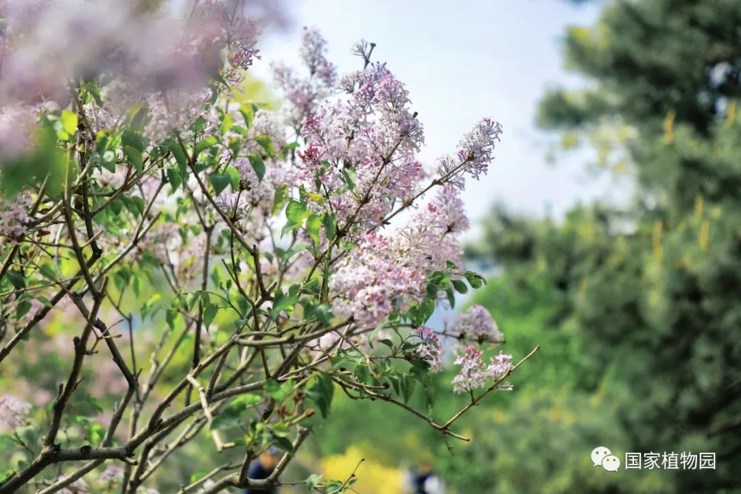 六月天堂丁香婷婷在线绽放盛夏芬芳，花香满园，浪漫六月与你相约