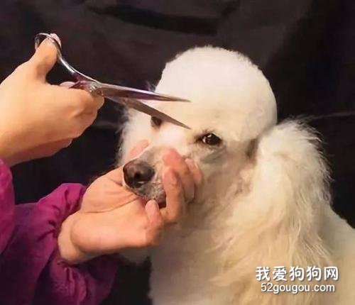 11.浓毛狗狗修剪技巧，自己在家也能做，造型美观又实用