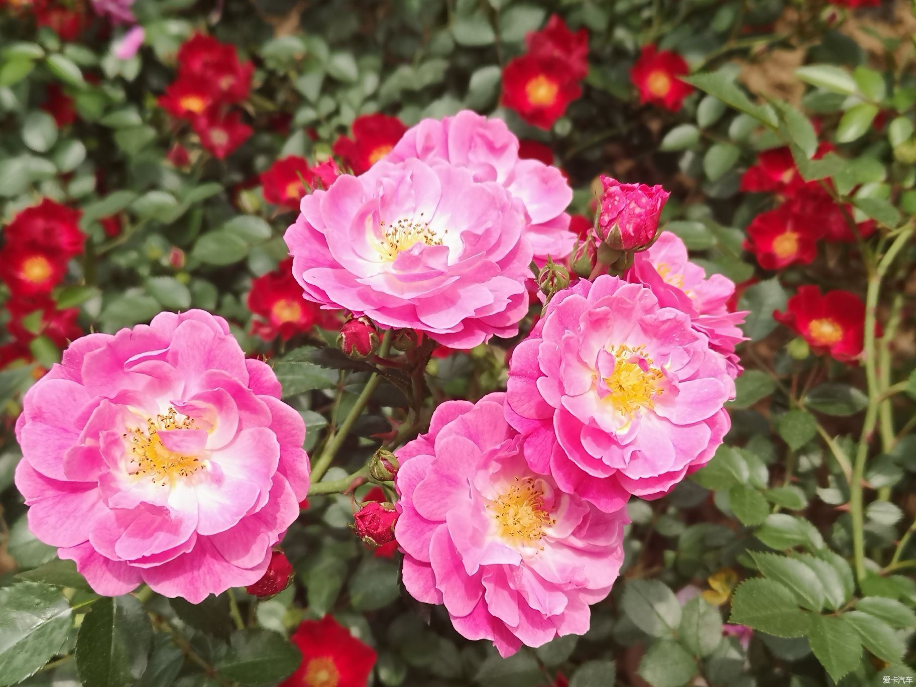 1.骚五月花开满园芬芳四溢