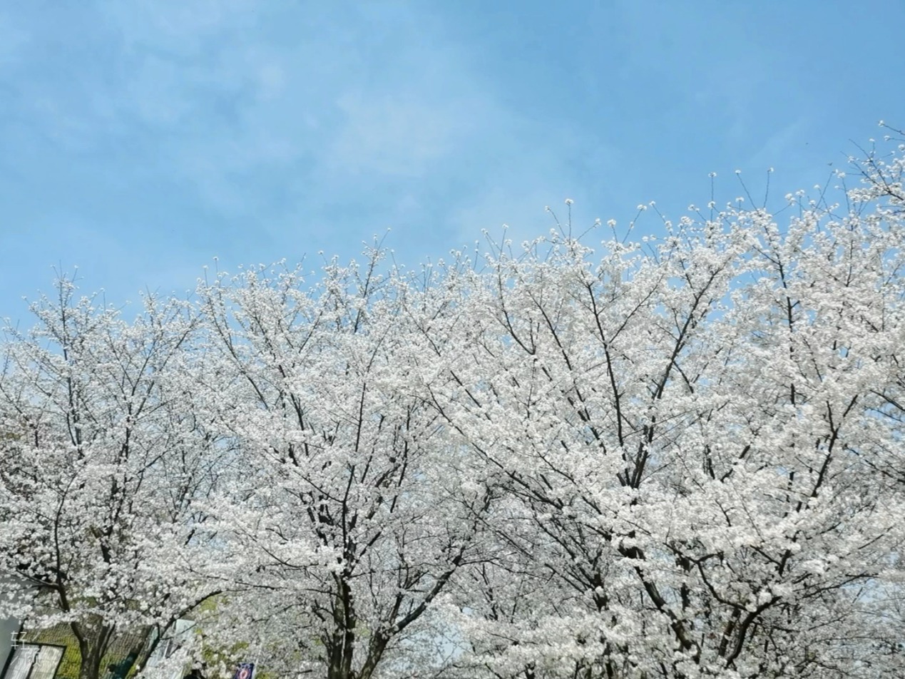 2.伊人久久久久樱花纷飞,春日浪漫,邂逅最美时光