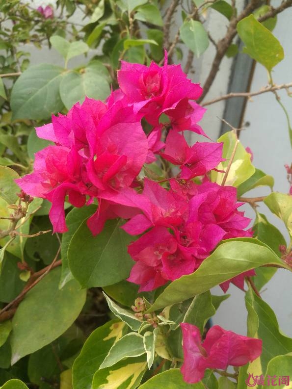 2.草妹妹逼我种花,养草,还逼我学园艺,这日子没法过了