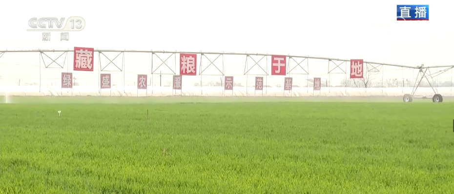 青青草青青干随风摇曳映朝阳，大地披绿装，生机盎然展画卷