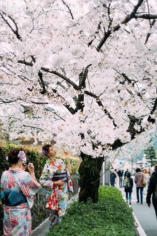 日本樱花季旅行攻略，必去景点推荐，春日赏花指南