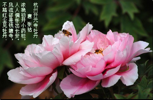 丁香婷婷激情五月绽放浪漫芬芳，五月花开满园香，邂逅最美季节