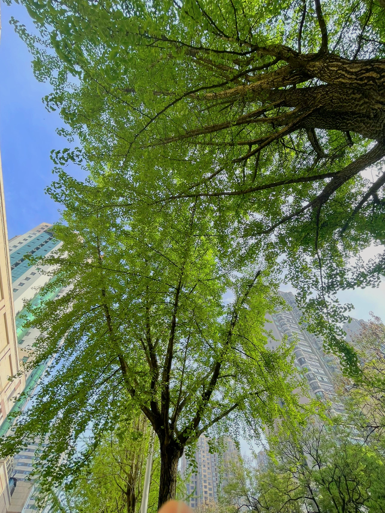一区青青春意盎然，绿意满园风光好，踏青赏景正当时