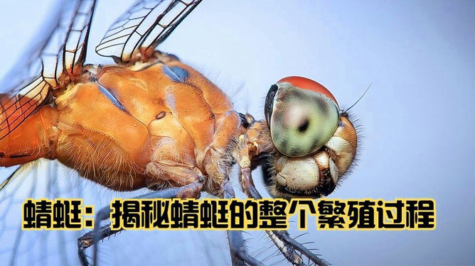 2.人类交配视频，探索生命起源，揭秘繁衍过程，了解生物本能