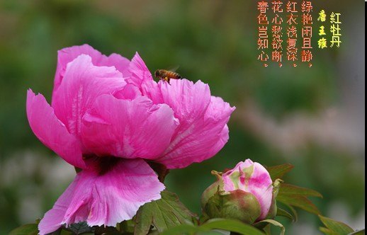 丁香婷婷激情五月绽放浪漫芬芳，五月花开满园香，邂逅最美季节