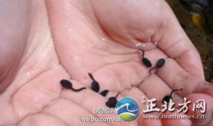 2.蝌蚪窝泡妞技巧，脱单攻略，快速吸引异性，成为情场赢家