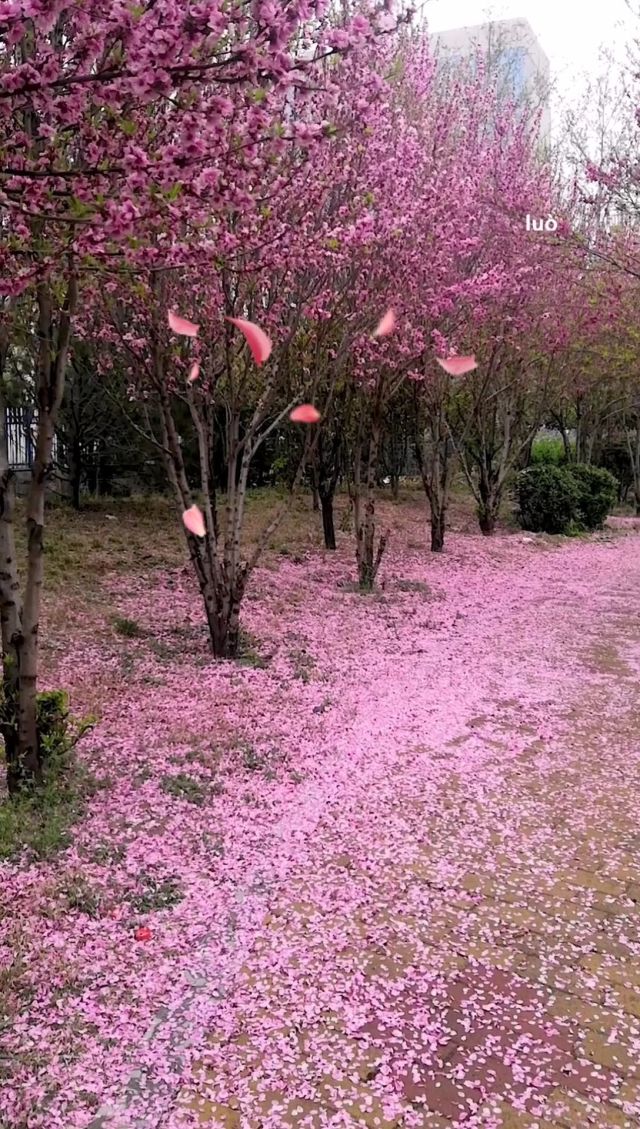 伊人青青久久香蕉绽放春意，醉人芬芳随风飘散，共赏浪漫田园风光
