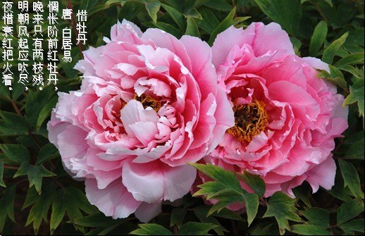 五月丁香久久婷婷绽放芬芳，五月花开满园香，丁香芬芳醉人心