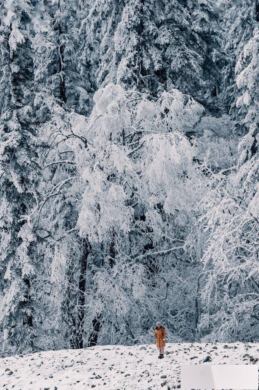 中国东北一级毛片鉴赏，冬日雪景下的独特魅力，探索自然与艺术的完美融合