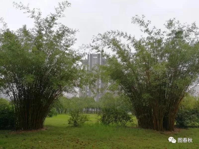 青青青草视频在线观看高清免费，畅享自然美景，感受清新草原风光