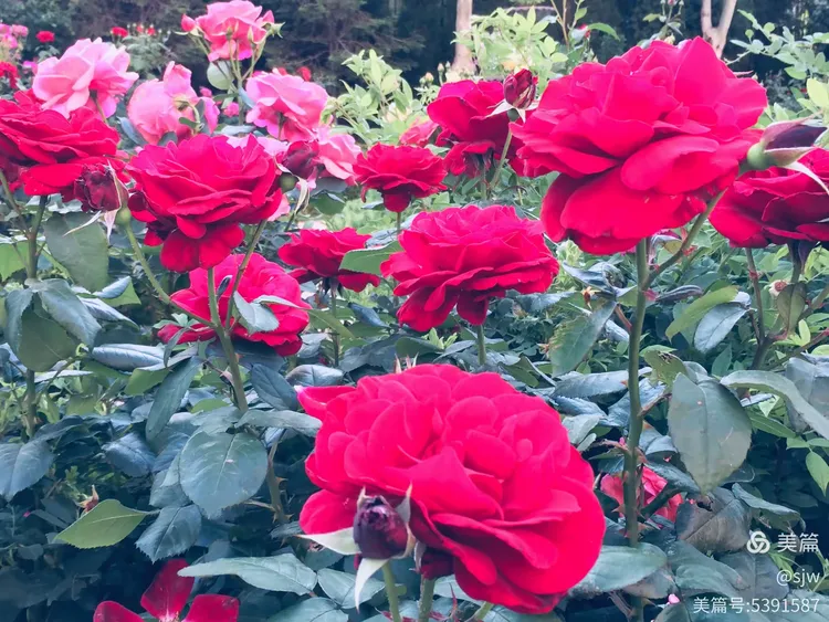 五月丁香花开五婷绽放，芬芳满园，浪漫五月天，邂逅五婷丁香花海