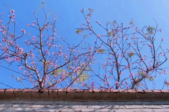 五月丁香综合在线绽放芬芳，探寻春日浪漫，邂逅最美丁香花季