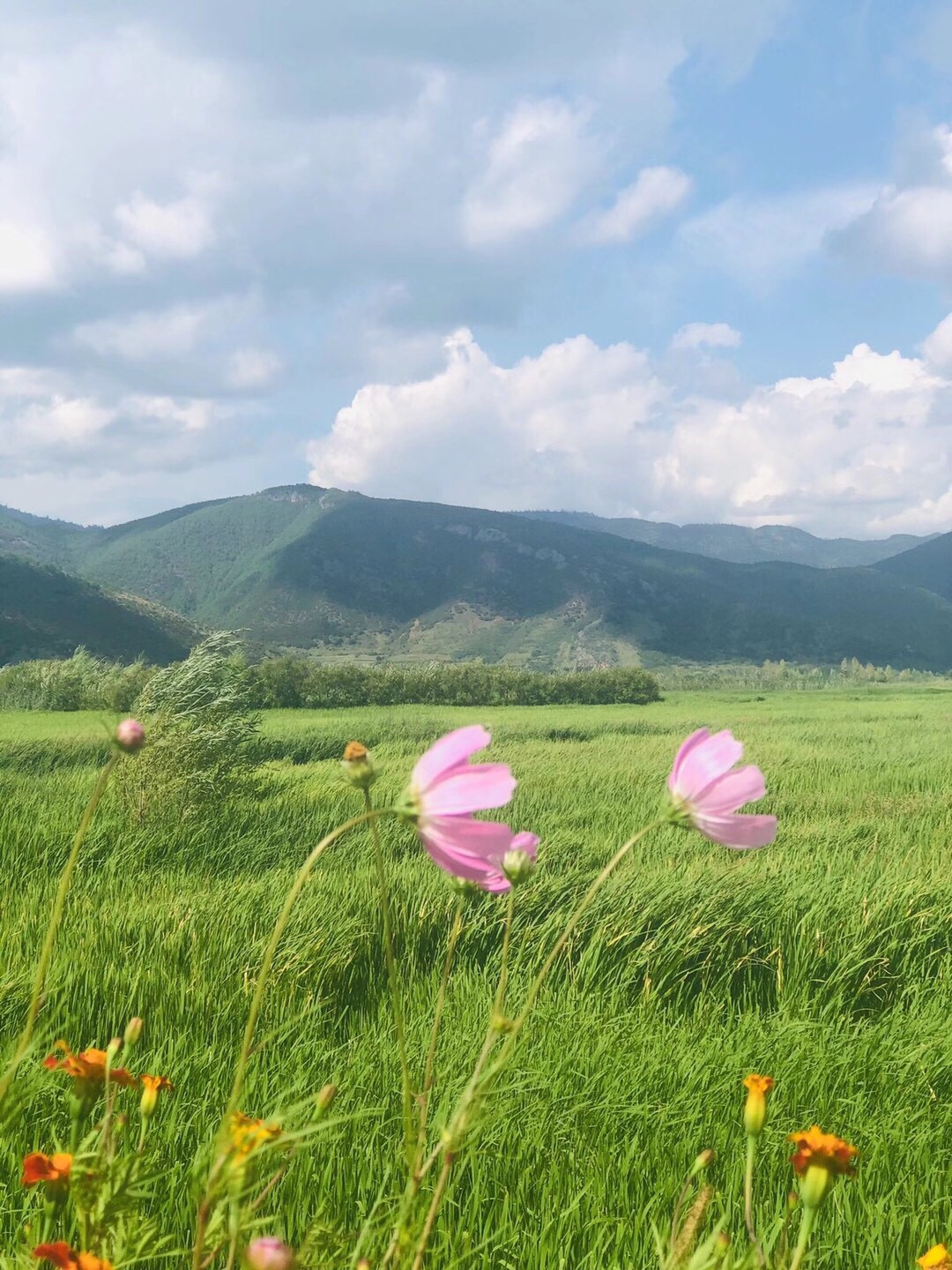 "小嫩嫩小少妇BBBBBB仙踪林探秘，清新自然风光，浪漫邂逅之旅，体验别样风情"