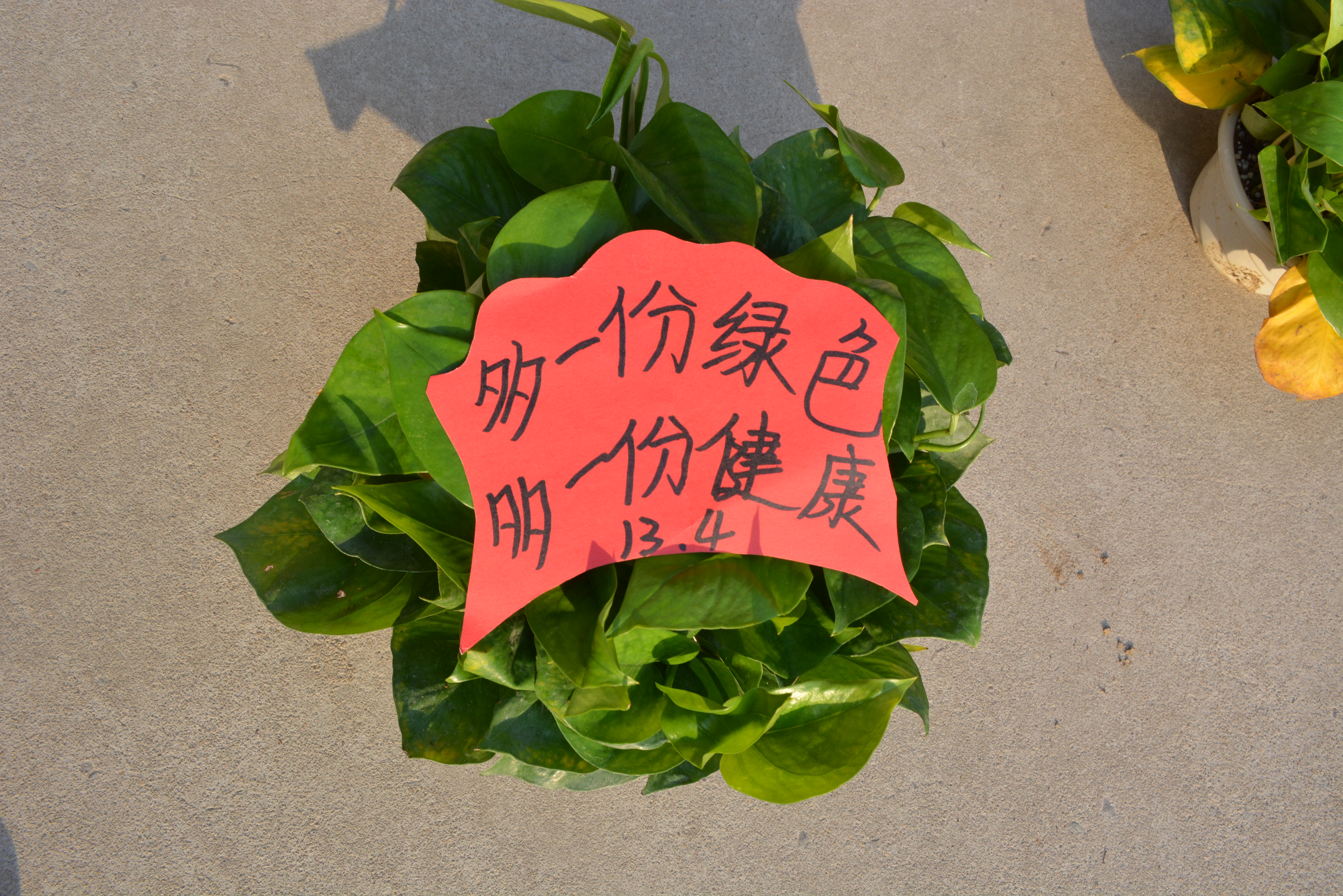 "亚洲精品青青草，打造时尚生活，探索自然之美，享受绿色健康"