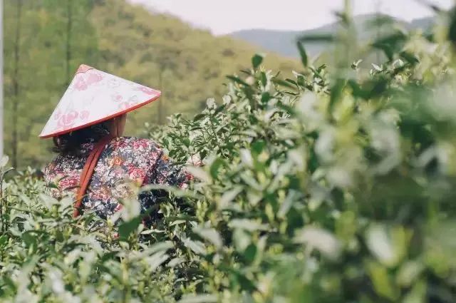 1.偷偷草的秘密生长与顽强生命力