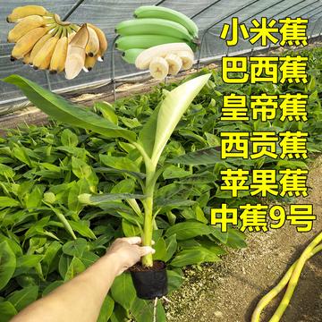 亚洲久久大香蕉的种植技巧与营养价值，了解它的健康益处，掌握选购和保存方法