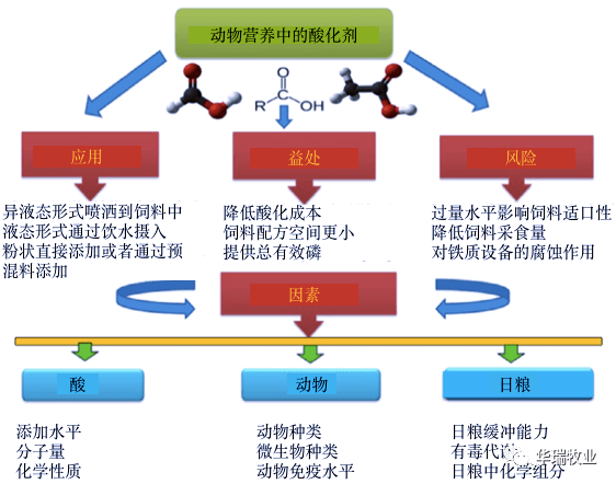 自由性Zoz0体内代谢探索，健康生活新发现，科学揭秘奇妙反应