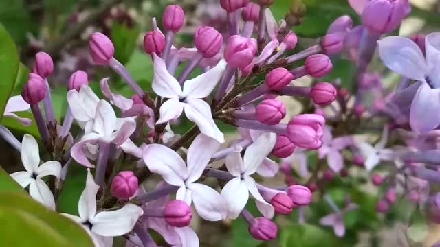 日韩无码中文字幕丁香花，高清资源，免费下载，最新合集