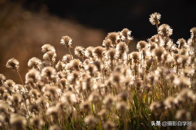 毛片级地拍摄技巧揭秘，掌握这些方法，让你的作品更专业，轻松吸引观众目光