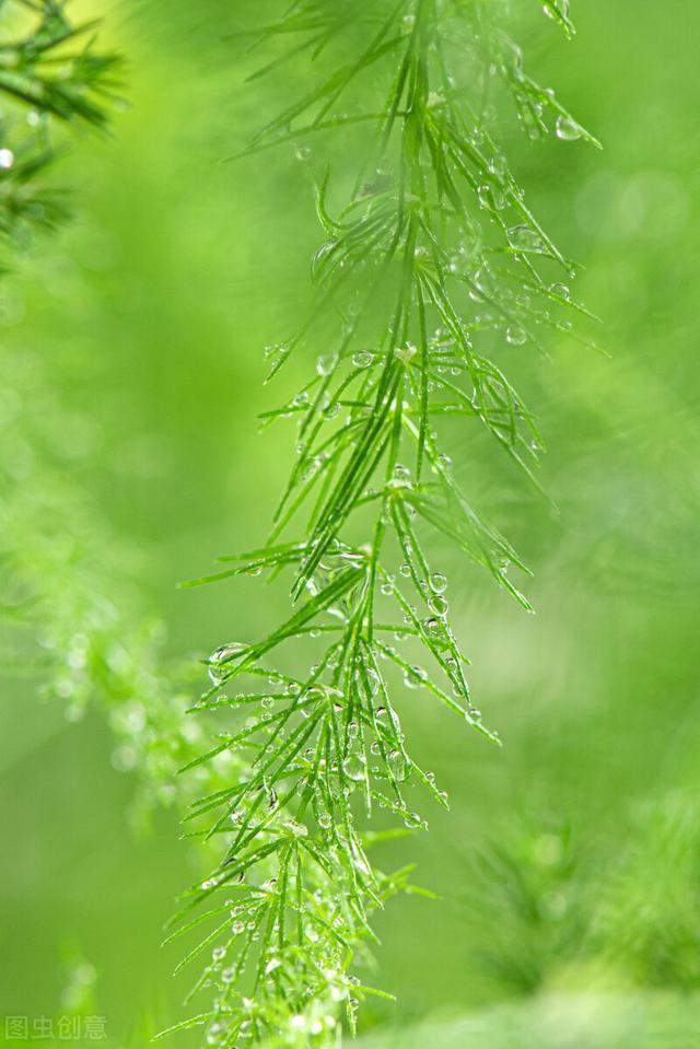 99热青青草绽放盛夏芬芳，绿意盎然，活力四射