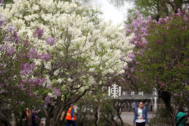 丁香无月五码绽放夜香，探寻神秘代码之美，解锁月光下的数字奥秘
