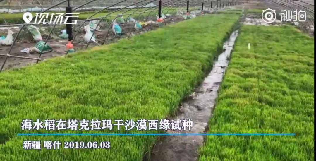 野草Av坚韧不拔，荒野中的绿色奇迹，展现自然顽强之美