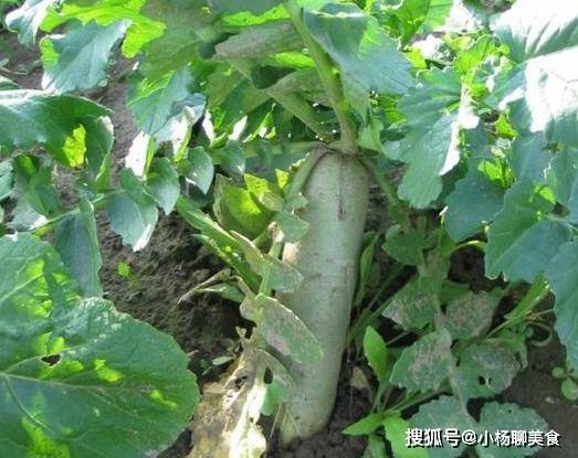 3.不打买赛克拔萝卜会怎么样，萝卜长得慢口感差，试试这些小技巧