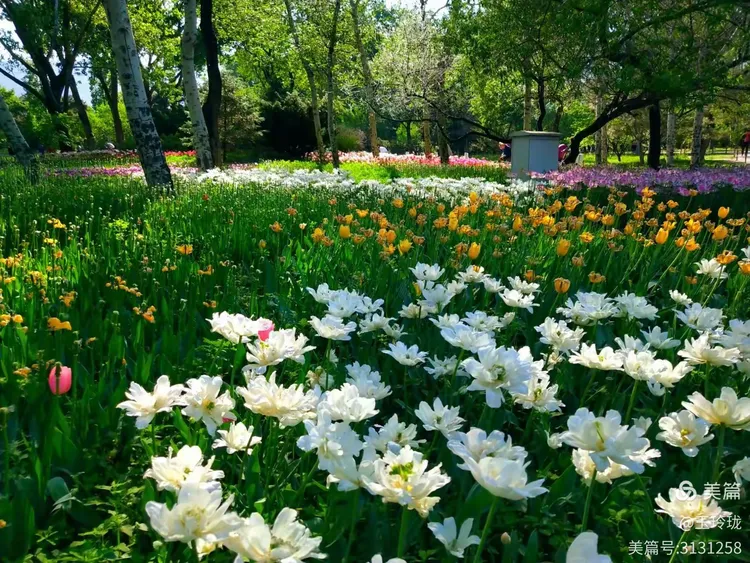 婷丁四月色妞妞春意盎然，花开满园，踏青赏景正当时