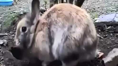 免费干逼视频兔子搞笑片段，萌宠日常，超清画质