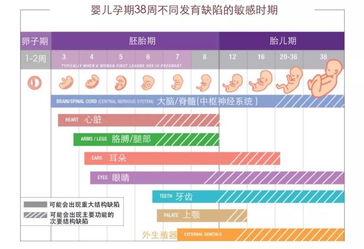 孕妇xxxbx孕期营养指南，健康饮食建议，胎儿发育关键阶段