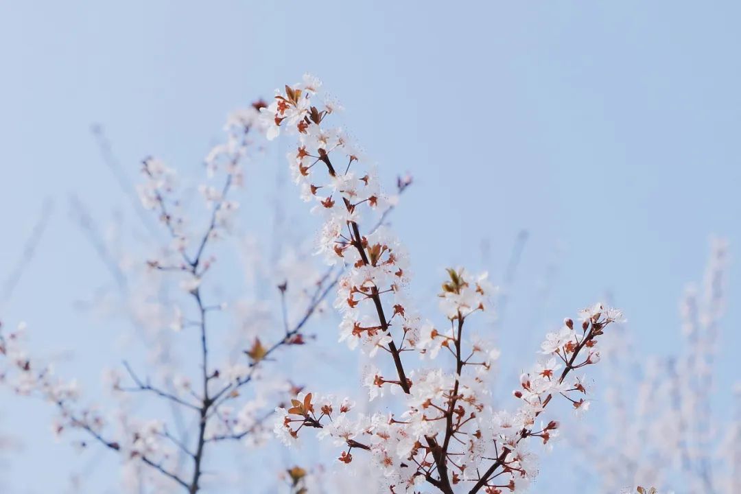 2.久久人丁香婷婷绽放，花香四溢惹人醉，春日浪漫不负时光