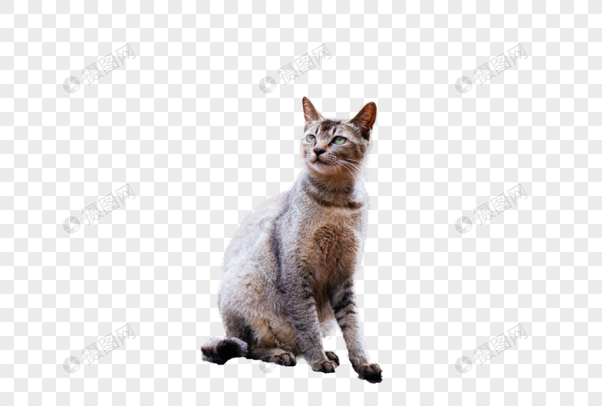 隐猫素材网高清资源免费下载，优质设计素材，创意灵感必备